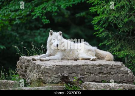 Zoologia, mammifero (mammalia), lupo artico, lupo artico o lupo artico (Canis lupus arctos), ULTERIORI DIRITTI-CLEARANCE-INFO-NOT-AVAILABLE Foto Stock