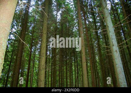 Fotografato nelle Ardenne, Belgio Foto Stock