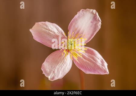 Clematis Montana Mayleen unico fiore posizionato centralmente Foto Stock