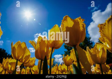 Lisse, Paesi Bassi. 21 aprile 2024. Vista dal basso di un gruppo di tulipani gialli. Keukenhof è anche conosciuto come il Giardino d'Europa, uno dei più grandi giardini di fiori del mondo, ed è situato a Lisse. Nei Paesi Bassi. Durante le quasi otto settimane è aperto, oltre 1,4 milioni di persone provenienti da tutto il mondo visiteranno la mostra. Oltre ai milioni di tulipani, narcisi e giacinti nel parco, gli spettacoli di fiori all'interno dei padiglioni sono diventati più grandi e più belli. Credito: SOPA Images Limited/Alamy Live News Foto Stock