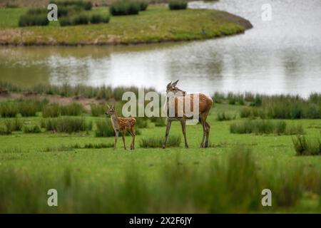 Zoologia, mammifero (mammalia), cervo rosso (Cervus elaphus), animale femminile con nidificazione, ULTERIORI DIRITTI-CLEARANCE-INFO-NOT-AVAILABLE Foto Stock