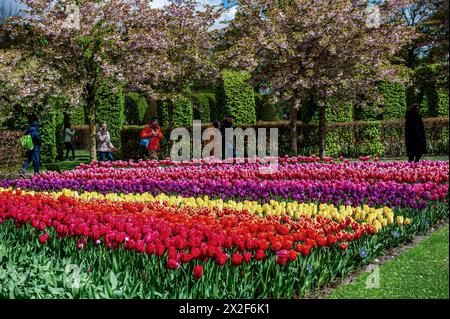 Lisse, Paesi Bassi. 21 aprile 2024. Le persone sono viste passeggiare per le diverse classi di tulipani. Keukenhof è anche conosciuto come il Giardino d'Europa, uno dei più grandi giardini di fiori del mondo, ed è situato a Lisse. Nei Paesi Bassi. Durante le quasi otto settimane è aperto, oltre 1,4 milioni di persone provenienti da tutto il mondo visiteranno la mostra. Oltre ai milioni di tulipani, narcisi e giacinti nel parco, gli spettacoli di fiori all'interno dei padiglioni sono diventati più grandi e più belli. Credito: SOPA Images Limited/Alamy Live News Foto Stock