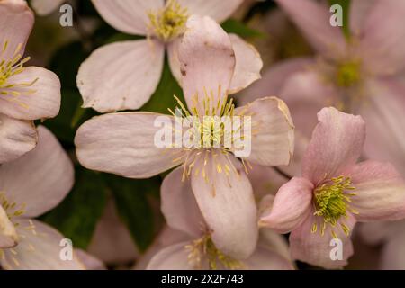 Clematis Montana Mayleen diversi fiori riempiono l'immagine Foto Stock