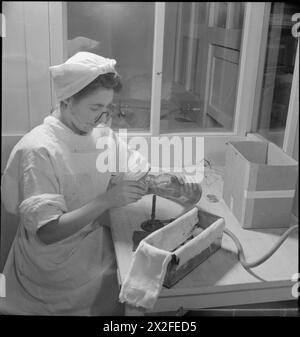Un membro dello staff dell'unità di essiccazione del sangue dell'Università di Cambridge nel 1943 posiziona un coperchio su una bottiglia per trasfusione contenente plasma o siero sterile, utilizzando un tappo metallico perforato con cotone e muslin indossando una maschera protettiva. Foto Stock