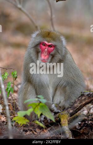 Zoologia, mammiferi (mammalia), scimmia delle nevi, macaco giapponese (Macaca fuscata), vicino a Karuizawa, ULTERIORI DIRITTI-CLEARANCE-INFO-NOT-AVAILABLE Foto Stock