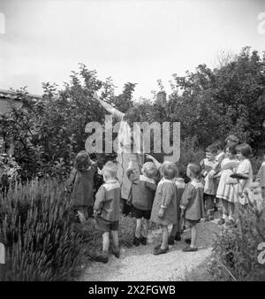 SCUOLA MATERNA MODELLO: IL LAVORO DELLA SCUOLA MATERNA TERRESTRE TARNER, BRIGHTON, SUSSEX, INGHILTERRA, REGNO UNITO, 1944 - per il tè pomeridiano, i bambini della Tarner Land Nursery School di Brighton scelgono ciascuno una mela dall'albero nel giardino della scuola soleggiato. Quando hanno indicato il frutto che desiderano mangiare, la giardiniera si alza per raccoglierlo per loro Foto Stock