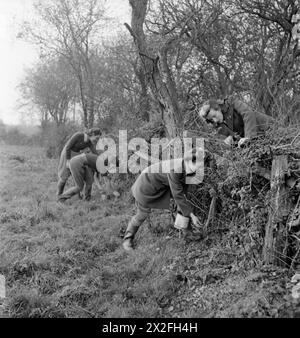 ARRESTARE QUEL RAT: IL LAVORO DELLE DONNE DELL'ESERCITO TERRESTRE RAT CATCHERS, SUSSEX, 1942 - Land Girl Rat Catchers al lavoro come parte della loro formazione in una fattoria del Sussex. Sullo sfondo Audrey Prickett e Betty Long chiudono un buco di topo dopo aver inserito il veleno e in primo piano Eileen Barry posa un'esca, mentre Audrey Willis si appoggia sulla siepe per verificare che stia facendo correttamente Foto Stock