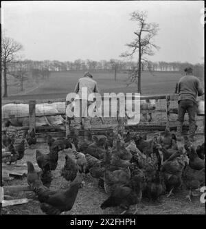 WAKEFIELD TRAINING PRISON AND CAMP: VITA QUOTIDIANA IN Una PRIGIONE BRITANNICA, WAKEFIELD, YORKSHIRE, INGHILTERRA, 1944 - nel campo annesso alla prigione di addestramento di Wakefield, i detenuti tendono a polli e maiali tenuti in una fattoria una volta abbandonata nella prigione. Il campo è in gran parte autosufficiente Foto Stock