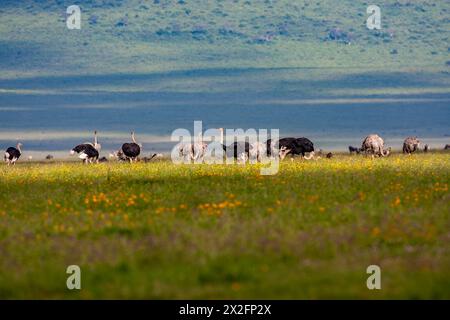 Uno stormo di struzzi comuni (Struthio camelus) fotografato nella Ngorongoro Conservation area, Tanzania Foto Stock