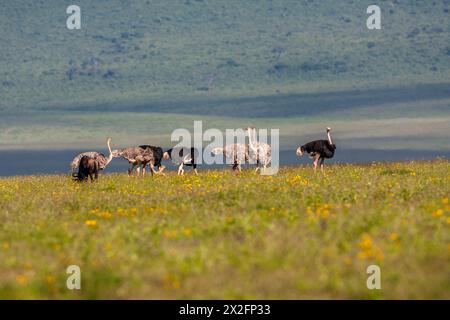 Uno stormo di struzzi comuni (Struthio camelus) fotografato nella Ngorongoro Conservation area, Tanzania Foto Stock