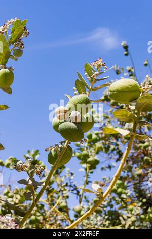 Frutto del velenoso, Mela di Sodoma, Milkweed, Calotropis Procera, Assuan Egitto Foto Stock