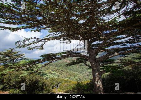 I monti Troodos, la flora della foresta di Cipro è il Pinus Brutia e il Pinus Nigra, che coprono le vette più alte della foresta di Troodos. Foto Stock