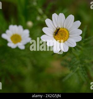 Insetti su un fiore di Anthemis chia bianco e giallo Anthemis è un genere di piante aromatiche da fiore della famiglia delle Asteraceae, strettamente imparentato con Chama Foto Stock