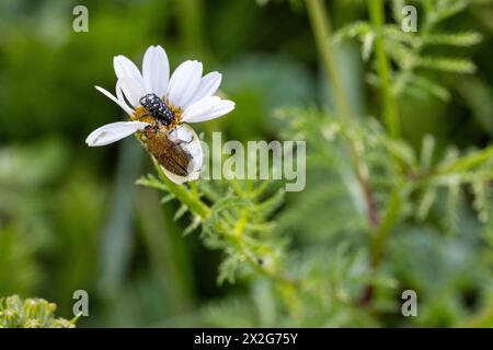 Insetti su un fiore di Anthemis chia bianco e giallo Anthemis è un genere di piante aromatiche da fiore della famiglia delle Asteraceae, strettamente imparentato con Chama Foto Stock