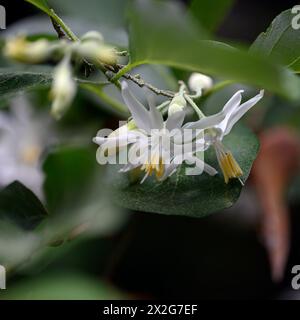 Styrax officinalis è una specie di arbusto della famiglia Styracaceae. لبنى fotografò nella bassa Galilea, in Israele a marzo Foto Stock