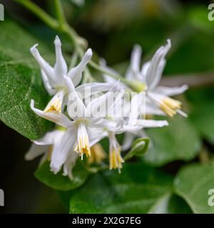 Styrax officinalis è una specie di arbusto della famiglia Styracaceae. لبنى fotografò nella bassa Galilea, in Israele a marzo Foto Stock