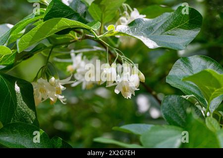 Styrax officinalis è una specie di arbusto della famiglia Styracaceae. لبنى fotografò nella bassa Galilea, in Israele a marzo Foto Stock