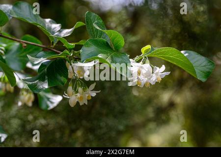 Styrax officinalis è una specie di arbusto della famiglia Styracaceae. لبنى fotografò nella bassa Galilea, in Israele a marzo Foto Stock