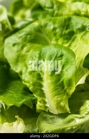 Lattuga cruda biologica per insalata Foto Stock