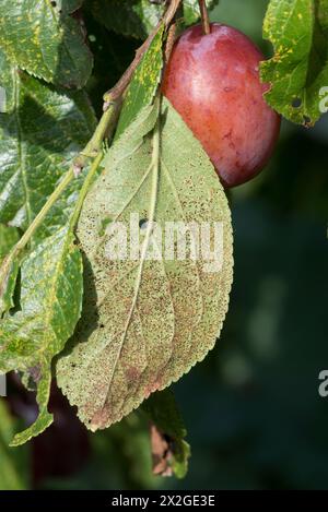 Ruggine di pruni (Tranzschelia pruni-spinosae var scolorimento) uredinia sulla superficie inferiore di una foglia di prugna Victoria in Fruit, Berkshire, settembre Foto Stock