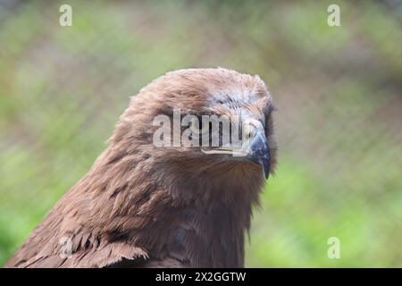 La testa dell'uccello predatore è falco nel giardino zoologico Foto Stock