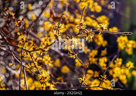 Fiori gialli d'inverno a primavera che fioriscono il nocciolo delle strege il mollis Hamamelis 'Jermyns Gold' al RHS Garden Wisley Foto Stock