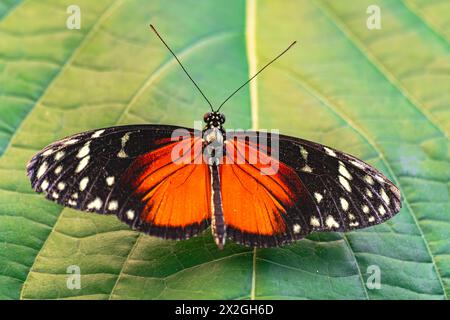Tarricina farfalla longwing (Tithorea tarricina), con ali aperte, su foglia verde Foto Stock