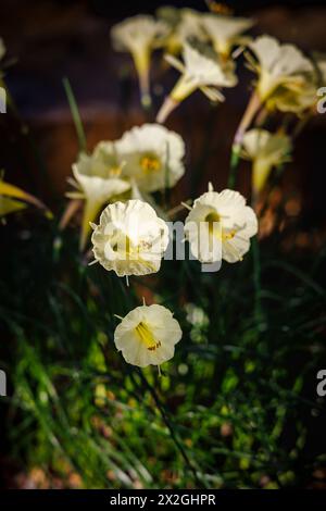 La graziosa petticoat Narcissus romieuxii, che cresce in una serra nel RHS Garden Wisley in inverno Foto Stock