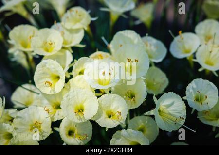 La graziosa petticoat Narcissus romieuxii, che cresce in una serra nel RHS Garden Wisley in inverno Foto Stock