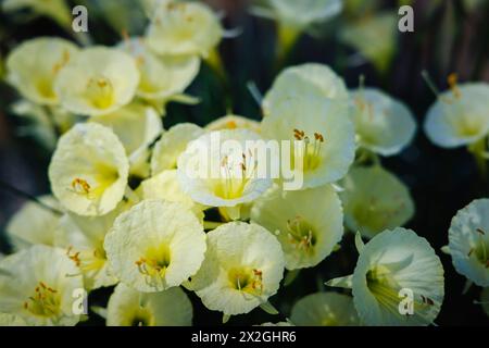 La graziosa petticoat Narcissus romieuxii, che cresce in una serra nel RHS Garden Wisley in inverno Foto Stock