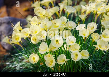 La graziosa petticoat Narcissus romieuxii, che cresce in una serra nel RHS Garden Wisley in inverno Foto Stock