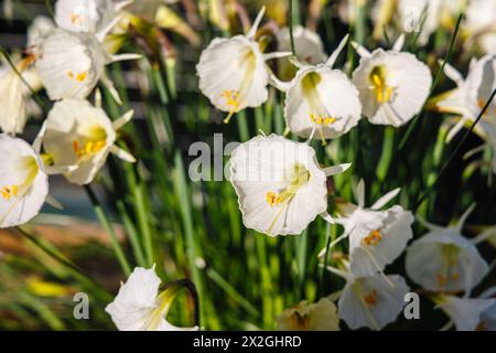 Petticoat a cappa crema giallastro Narcissus romieuxii subsp, albidus var. Zaianicus cresce in una serra nel giardino RHS Wisley in inverno Foto Stock