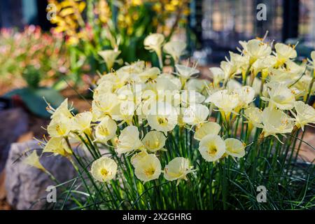 La graziosa petticoat Narcissus romieuxii, che cresce in una serra nel RHS Garden Wisley in inverno Foto Stock