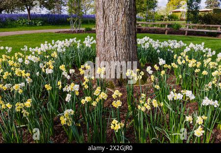 Narcissus 'Yellow Cheerfulness' e 'Cheerfulness' bianca che fioriscono intorno alla base di un albero, RHS Garden, Wisley, Surrey, Inghilterra sud-orientale in primavera Foto Stock