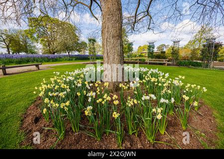 Narcissus 'Yellow Cheerfulness' e 'Cheerfulness' bianca che fioriscono intorno alla base di un albero, RHS Garden, Wisley, Surrey, Inghilterra sud-orientale in primavera Foto Stock