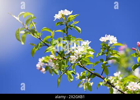 Zweig eines Apfelbaumes, Malus sylvestris, mit Blüten *** ramo di un melo, Malus sylvestris, con fiori Foto Stock