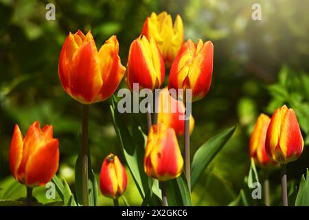 Tulpen, Tulipa, im Garten *** tulipani rossi e gialli, Tulipa, nel giardino Foto Stock