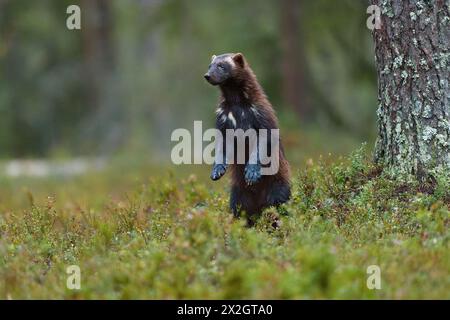 Wolverine in piedi in una foresta boreale Foto Stock