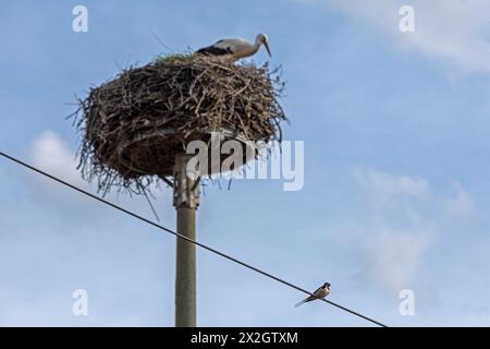 Cicogna che guarda inghiottire seduto sul cavo telefonico, nido di cicogna, Neu Garge, bassa Sassonia, Germania Foto Stock