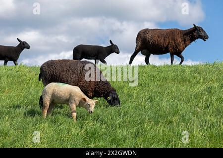 Pecore, agnelli, neri, pecore, diga dell'Elba vicino Bleckede, bassa Sassonia, Germania Foto Stock