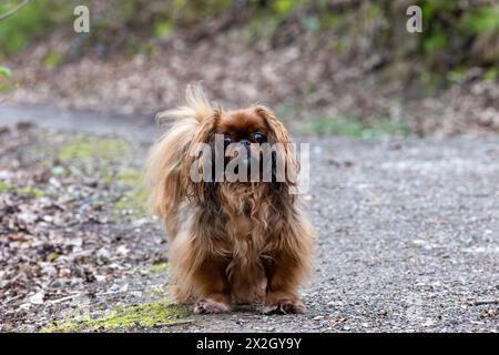 Cane pekingese in una passeggiata nel parco. Profondità di campo ridotta Foto Stock