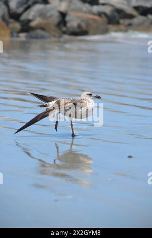 Un grande gabbiano dalla parte nera si erge su un piede sul bordo dell'acqua, allungando la sua ala, a Jetty Park, Port Canaveral, Florida. Foto Stock