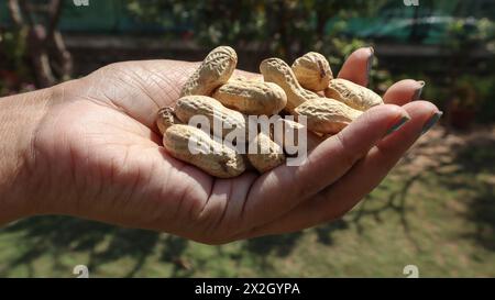 Persona che tiene le arachidi con il guscio. Arachidi fresche in mano Foto Stock