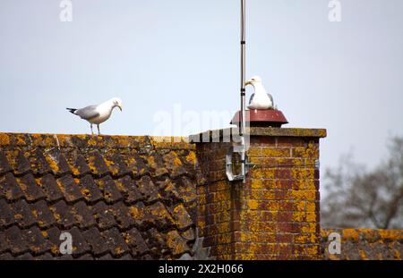 Gabbiano ( larus marinus) su un nido in primavera con Hubby vicino a Chard Somerset Inghilterra regno unito Foto Stock