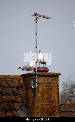 Gabbiano ( larus marinus) su un nido in primavera con Hubby vicino a Chard Somerset Inghilterra regno unito Foto Stock