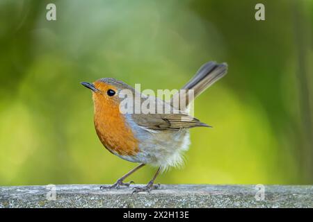 Vista laterale dettagliata di un uccello robin con la testa inclinata in alto in una giornata di sole. L'uccello è appollaiato su una rotaia di legno ricoperta di lichene. Foto Stock