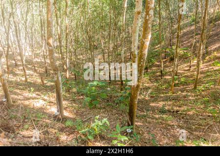 Piantagione di alberi di gomma vicino alla città di Luang Namtha, Laos Foto Stock
