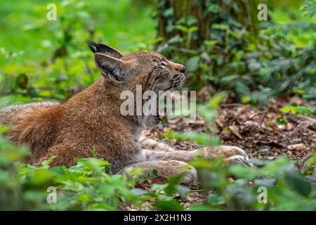 Sonnolenza lince eurasiatica (lince lince) che riposa e sbadiglia in un boschetto di foresta Foto Stock
