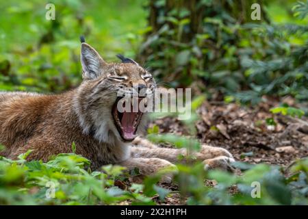 Sonnolente lince eurasiatica (lince lince) che sbadiglia e mostra grandi zanne / canini nel boschetto della foresta Foto Stock