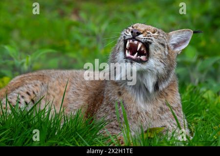 Sonnolenta lince eurasiatica (lince lince) che sbadiglia e mostra grandi zanne / canini nel prato Foto Stock
